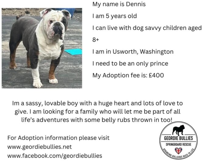 Dennis – Available – North East