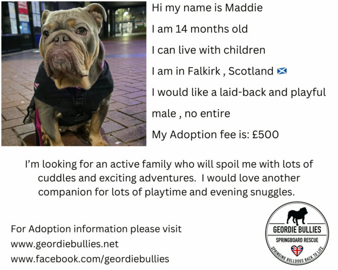 Maddie – Available – Scotland