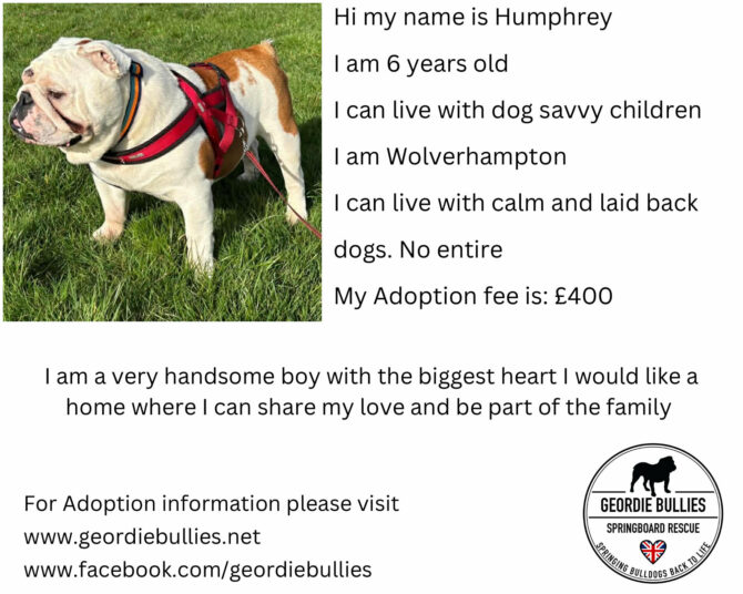 Humphrey – Available- Midlands
