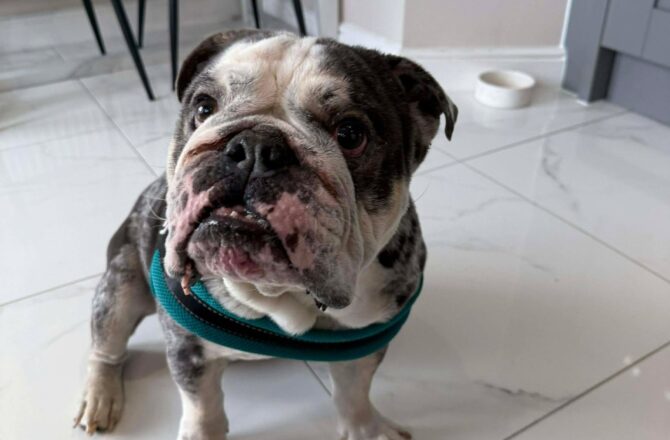 Toby – In Foster – North West