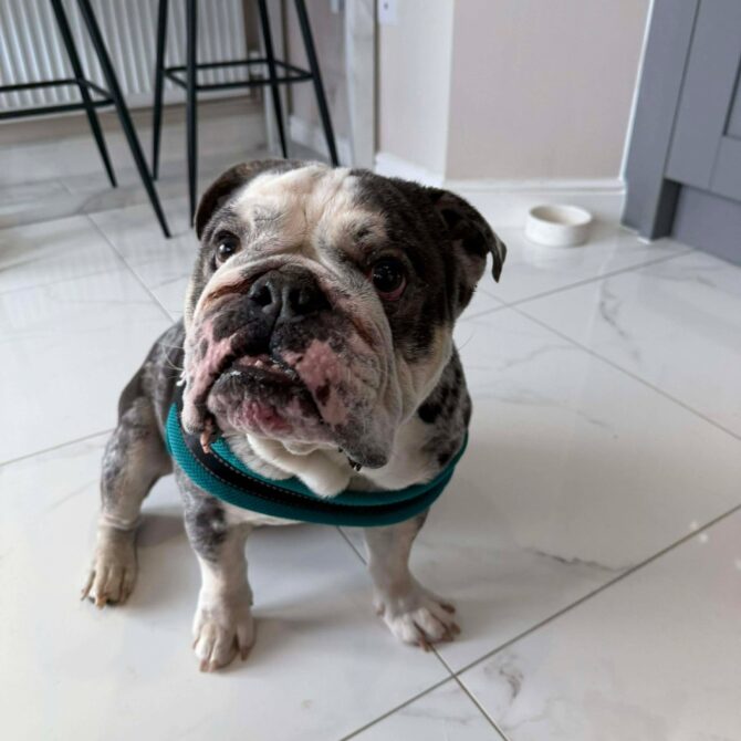 Toby – In Foster – North West