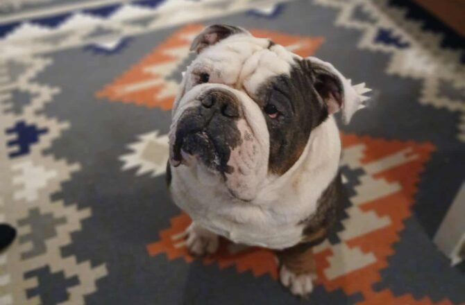 Dennis – In Foster – North East