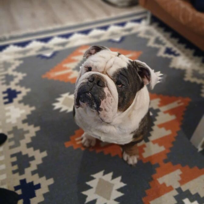 Dennis – In Foster – North East