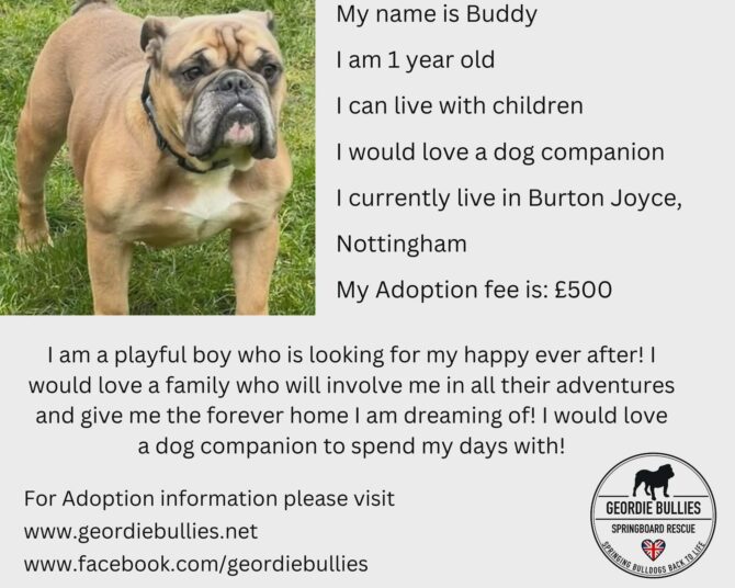 Buddy – Applications Closed! – Midlands