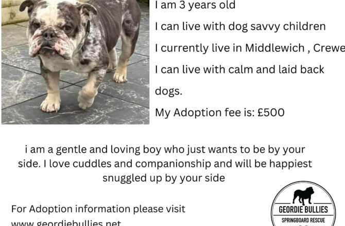 Toby – Available – North West