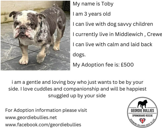 Toby – Available – North West