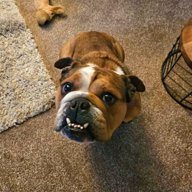 Martha – In Foster – Yorkshire & Humberside