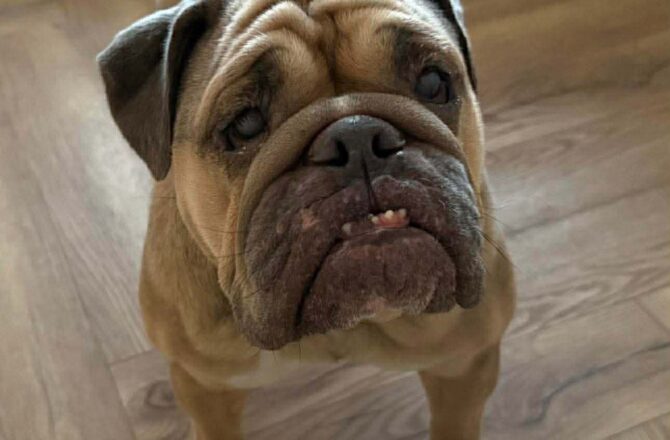 Hallie – In Foster – North East