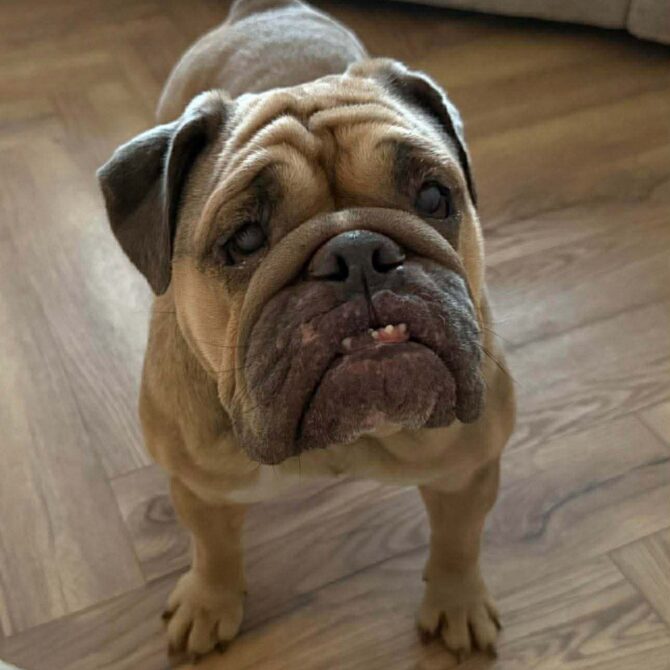 Hallie – In Foster – North East