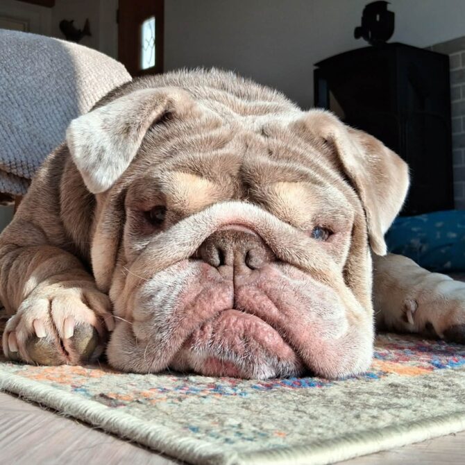 Bluey – In foster – South West & Wales