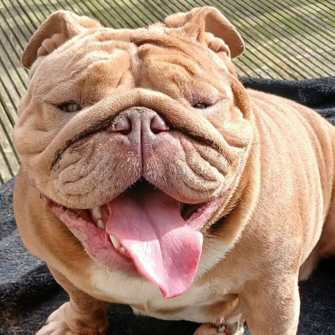 Missy – In foster – North East