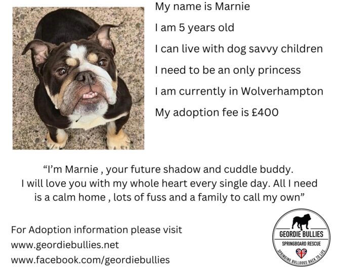 Marnie – Available – Midlands