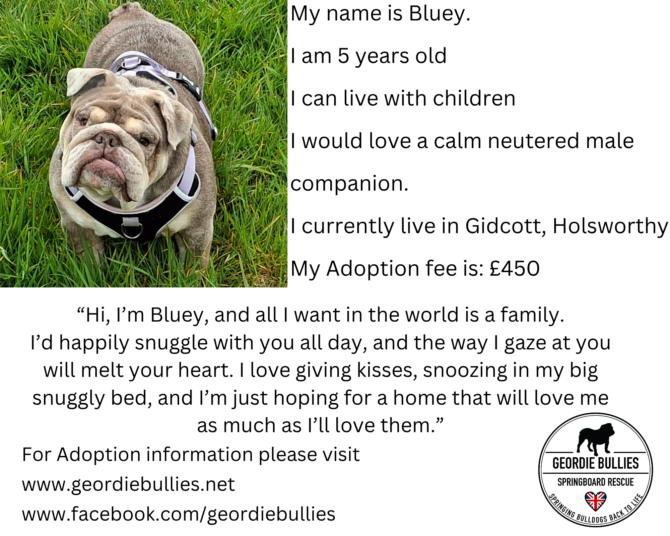 Bluey – Available – South West & Wales