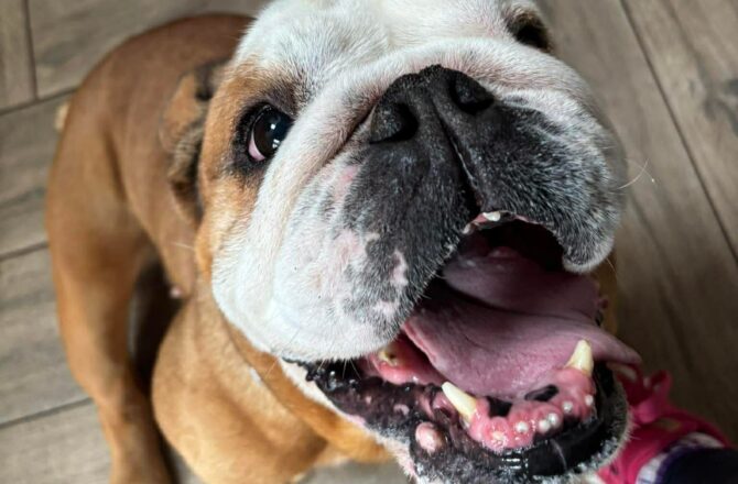 Edith – In Foster – North West