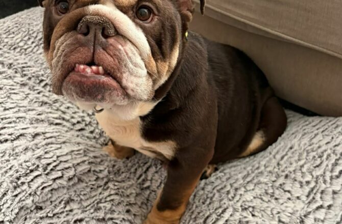 Marnie – In Foster – Midlands