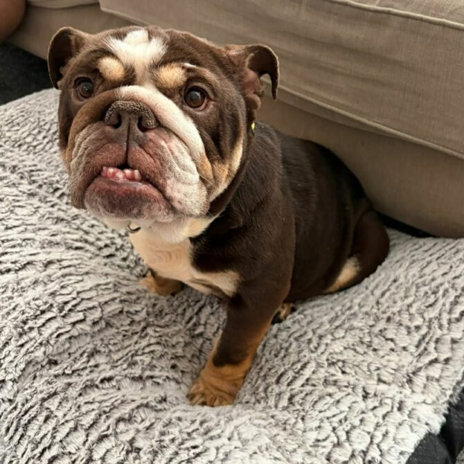 Marnie – In Foster – Midlands