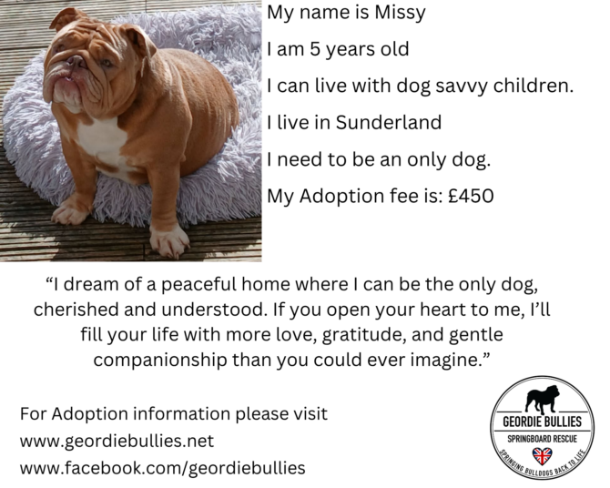 Missy – Available – North East