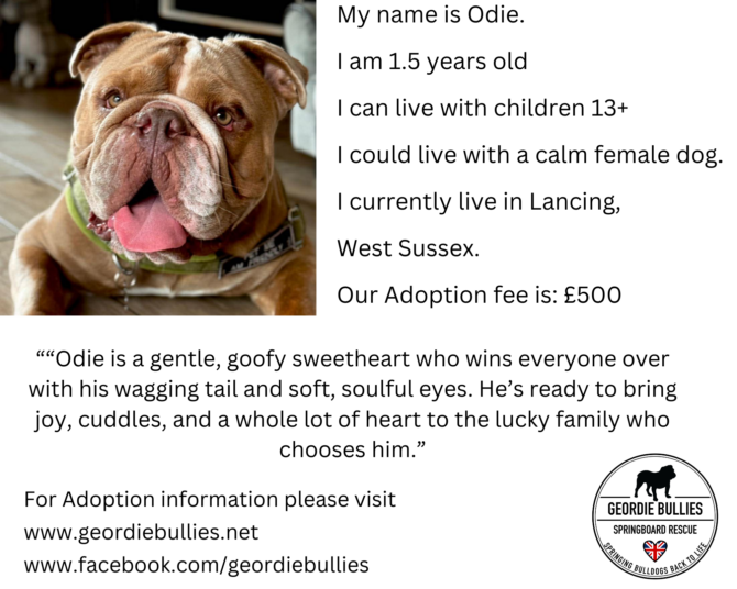 Odie – Available! – South East