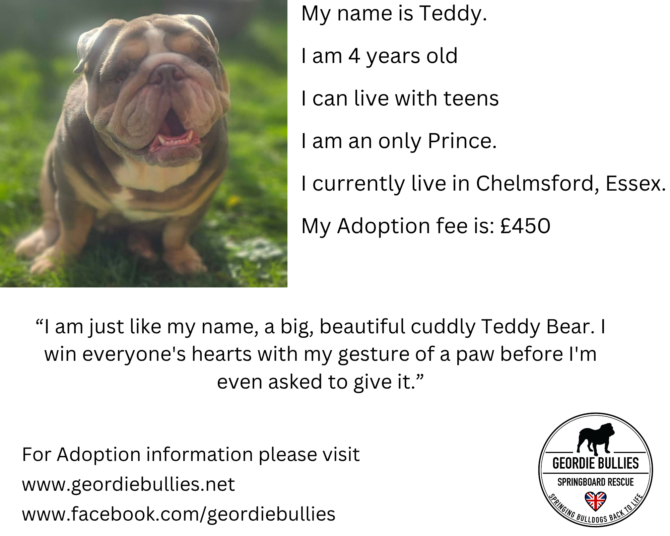 Teddy – Available! – South East