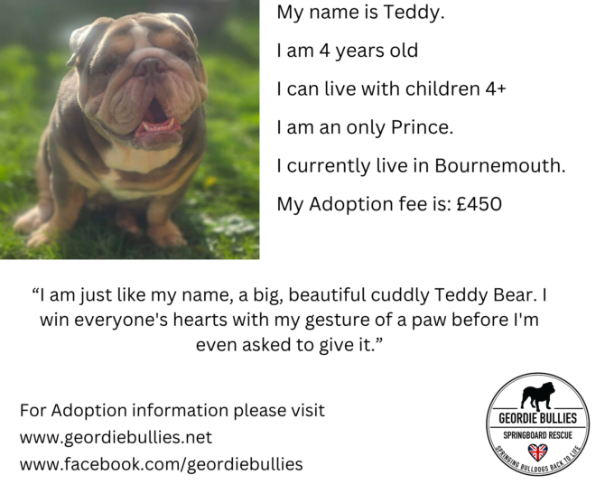 Teddy – Available! – South West & Wales