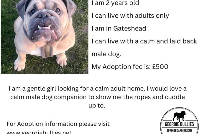 Hallie – Available- North East
