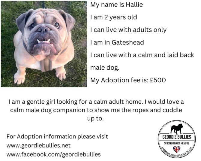 Hallie – Available- North East