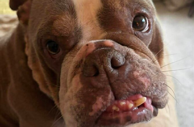 Lola – In Foster – South East