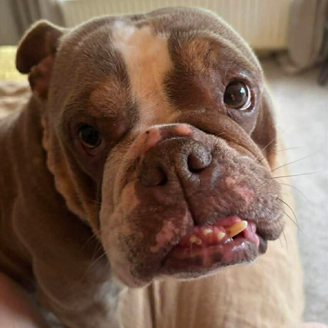 Lola – In Foster – South East