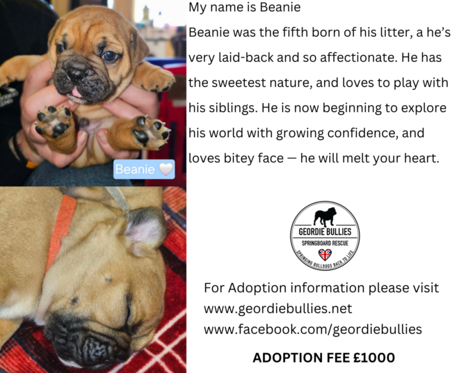 Beanie – Available