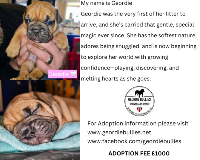 Geordie – Available