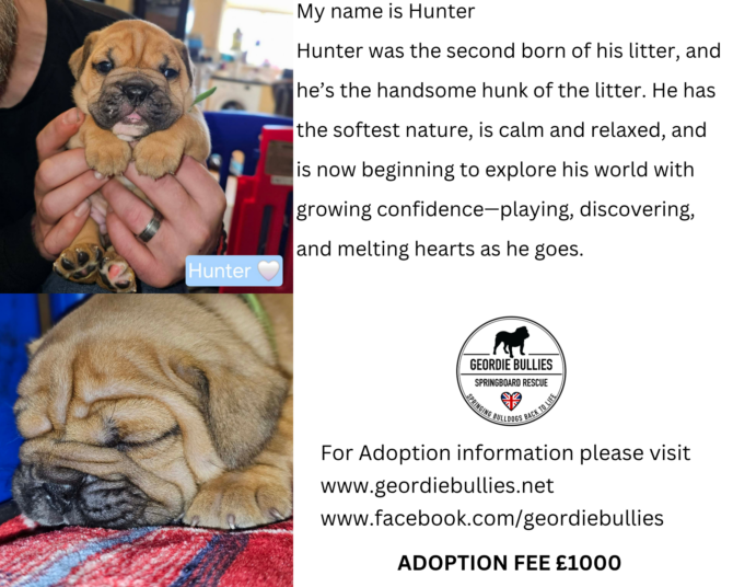 Hunter – Available