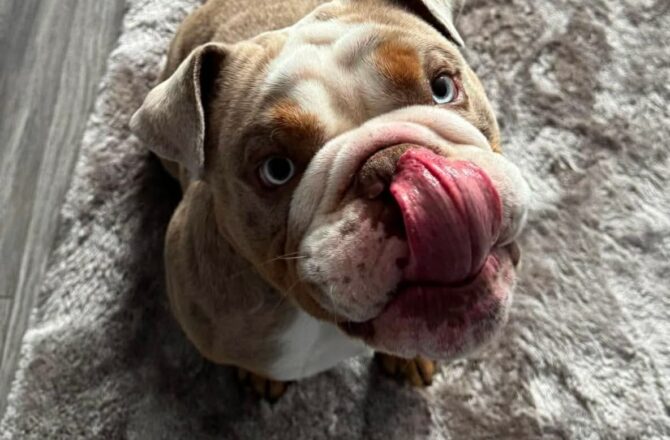 Rocco – In Foster – Yorkshire & Humberside