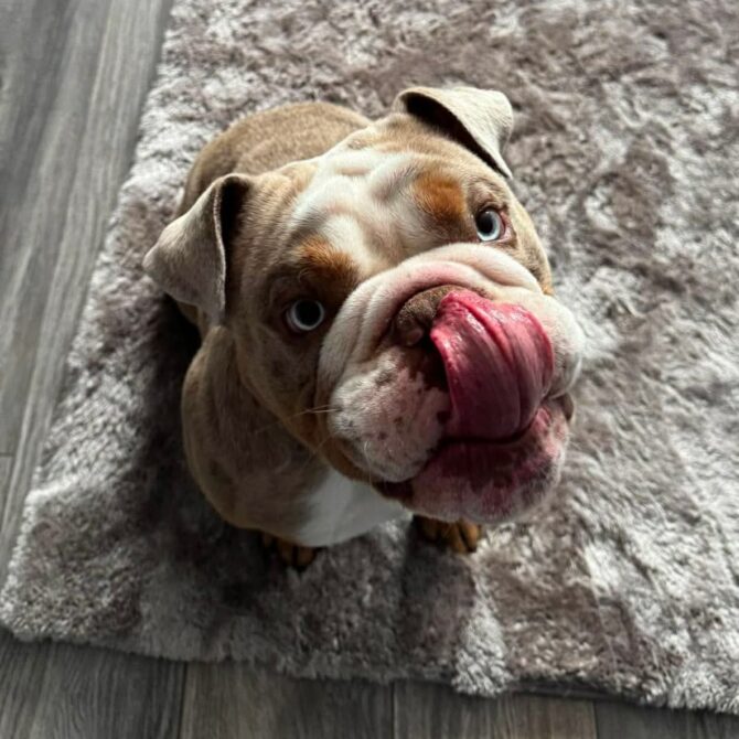 Rocco – In Foster – Yorkshire & Humberside