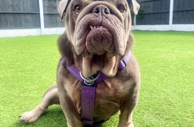 Ava – In Foster – Midlands