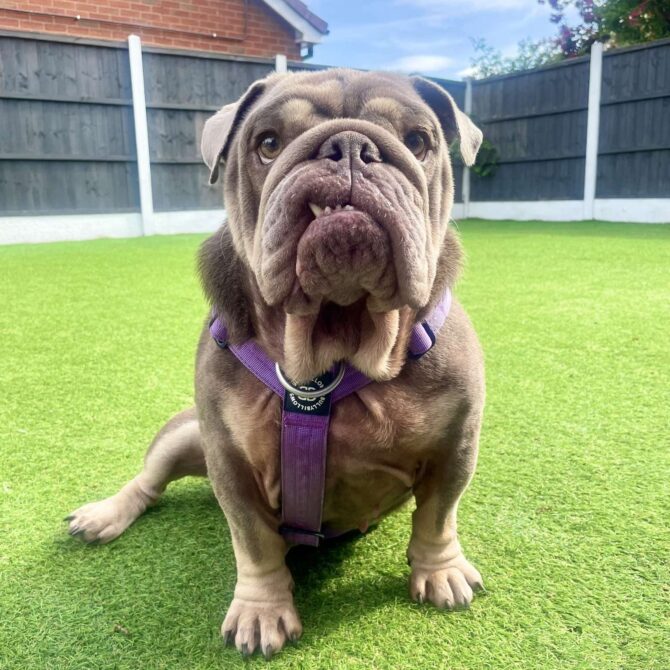 Ava – In Foster – Midlands