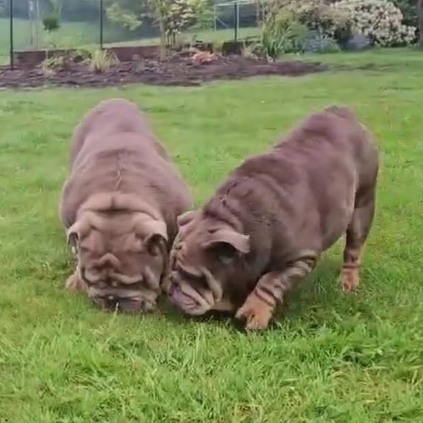 Toffee & Treacle – In Foster – Midlands