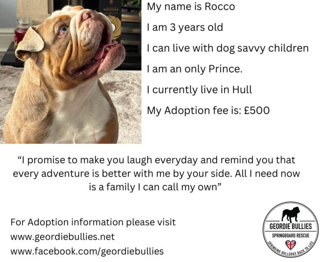 Rocco – Available – Yorkshire & Humberside