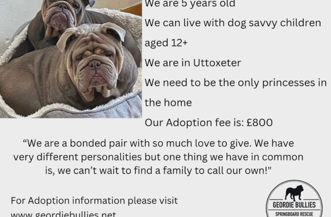 Toffee & Treacle – Available  – Midlands