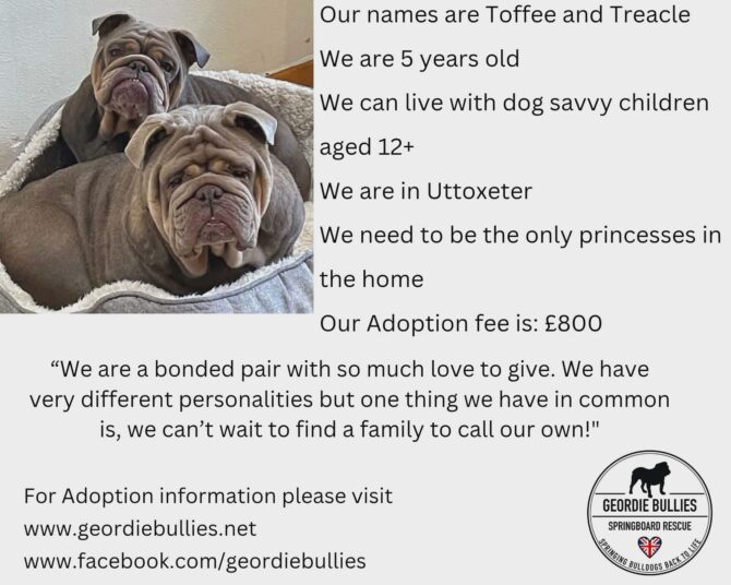 Toffee & Treacle – Available  – Midlands