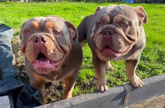 Nigel & Norman – In Foster – Scotland
