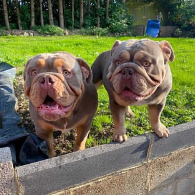 Nigel & Norman – In Foster – Scotland