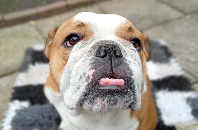 Sadie – In Foster – North West
