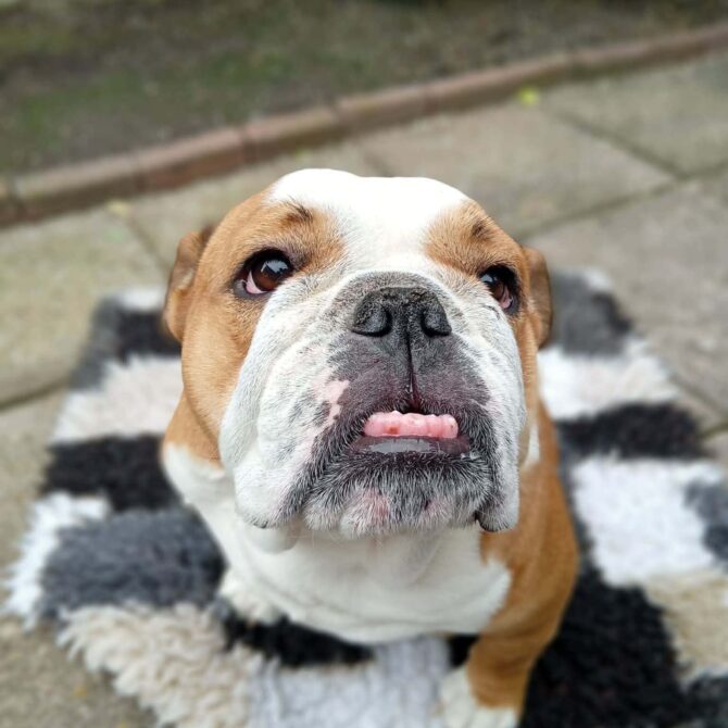 Sadie – In Foster – North West