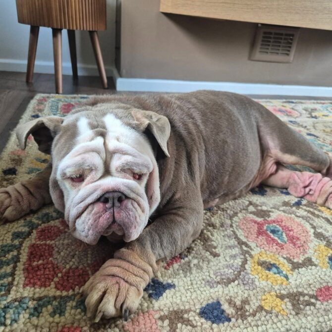 Molly – In foster – North West