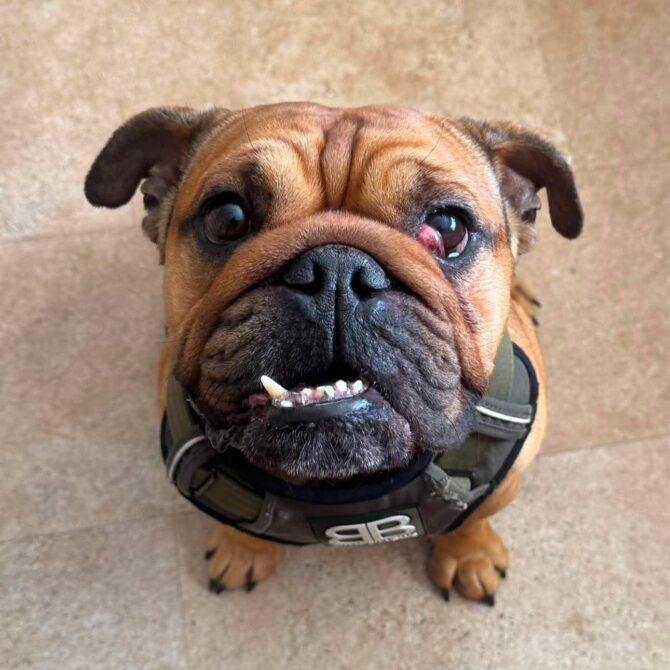 Bruce – In foster – Wales