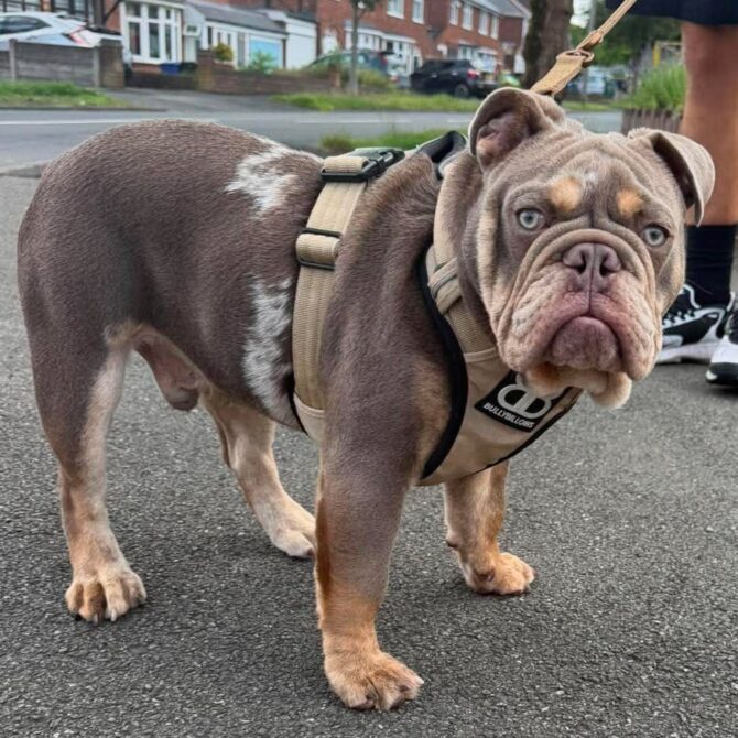Moose – In foster – Midlands