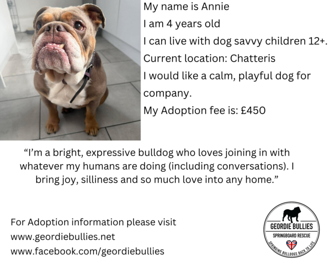 Annie – Available – Yorkshire & Humberside
