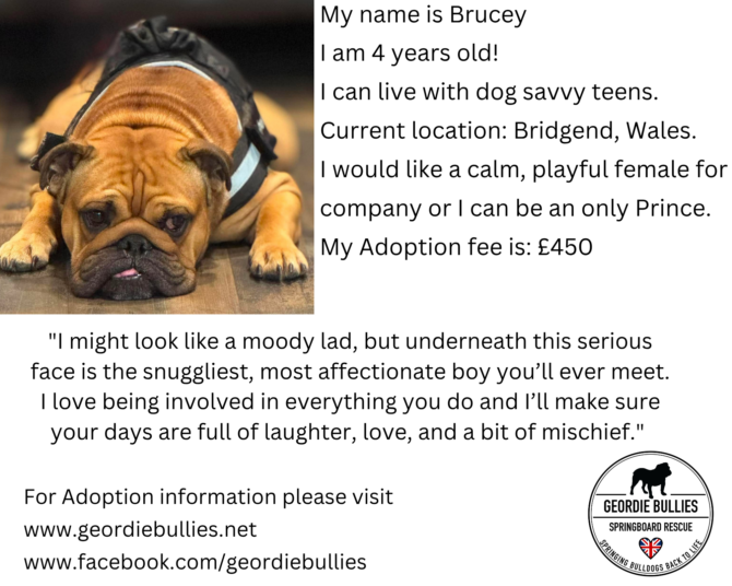 Brucey – Available – Wales