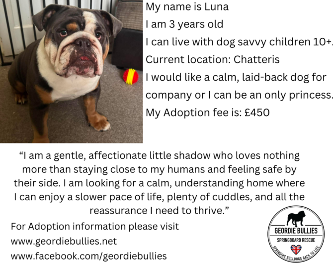 Luna – Available – Midlands