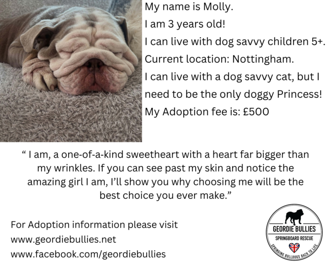 Molly – Available – Midlands